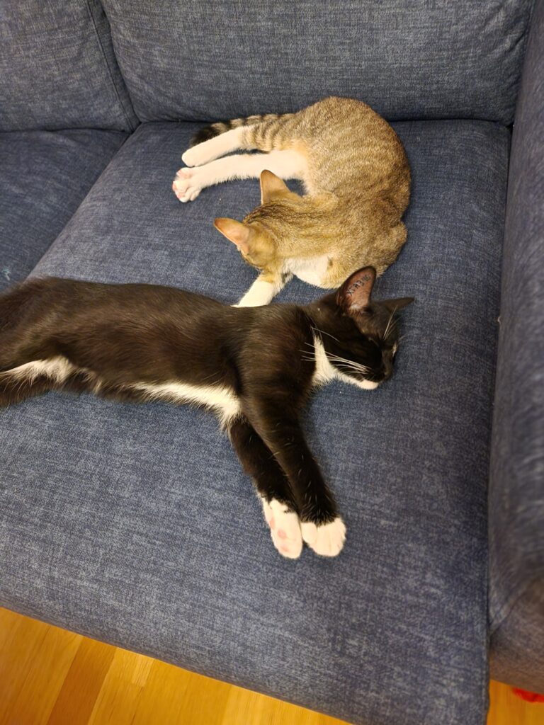 Two kittens lounging on a sofa.